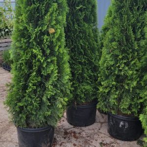 Emerald Cedar