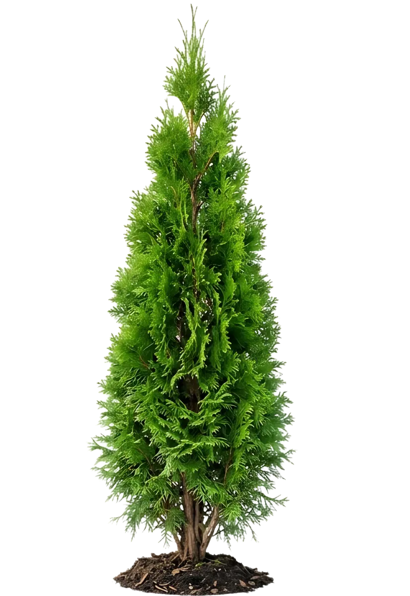 emerald cedar tree